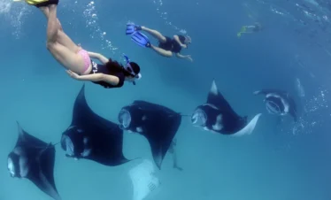 Manta