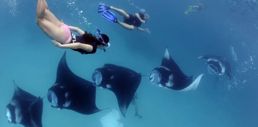 Manta