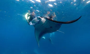 Manta Rays