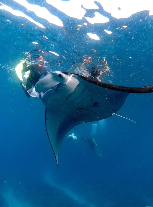 Manta Rays